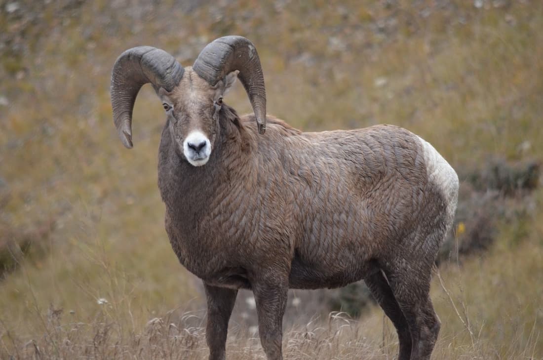 guided stone sheep hunting in BC