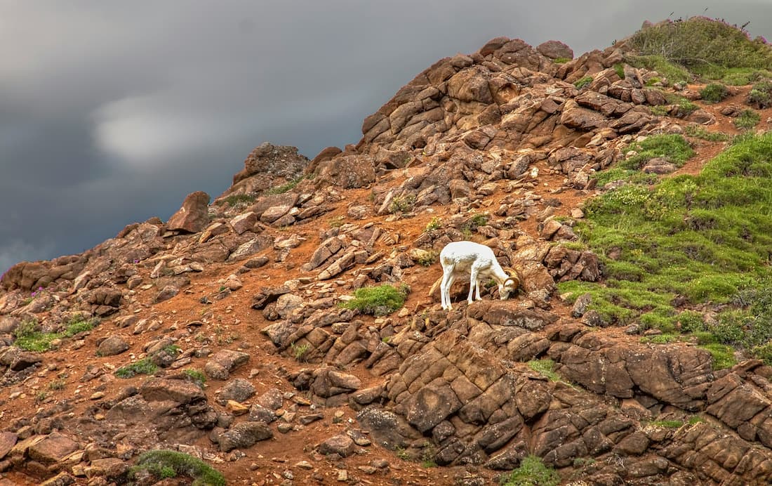 guided stone sheep hunting in BC