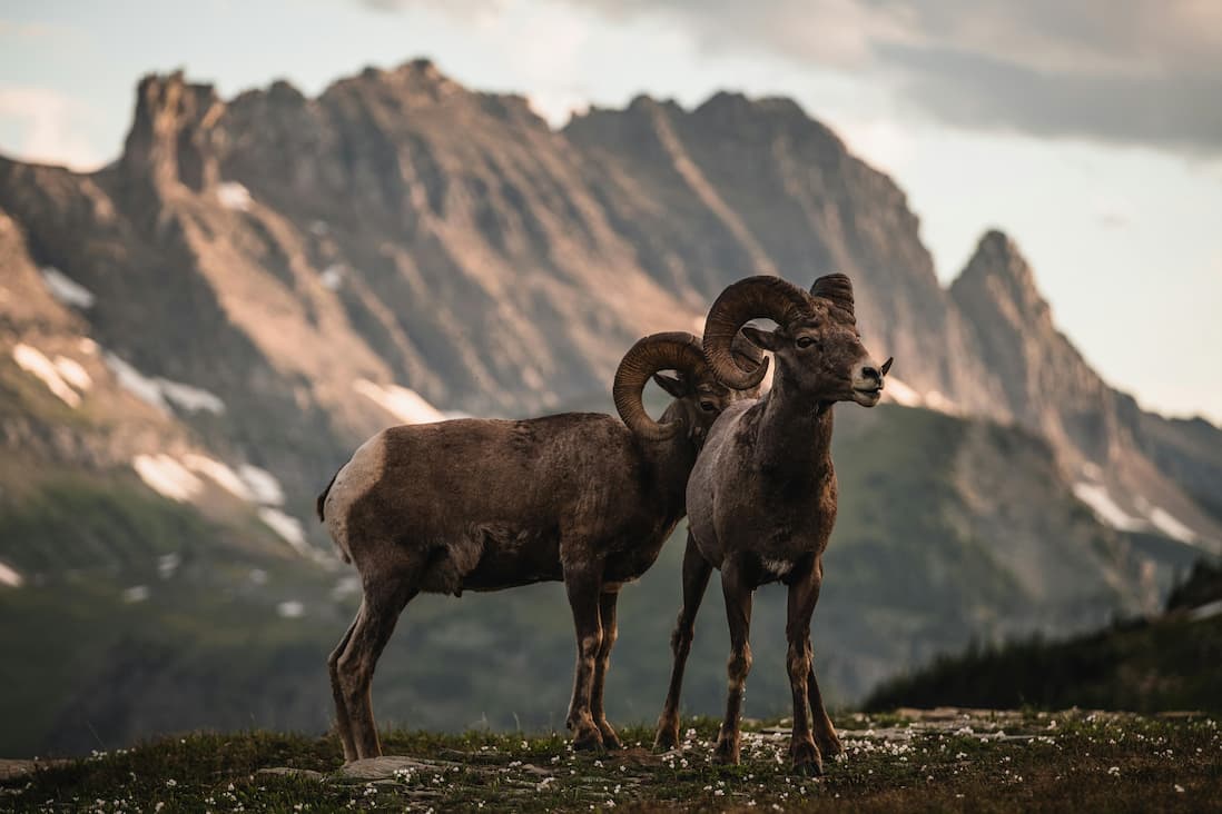 BC guided sheep hunt pricing