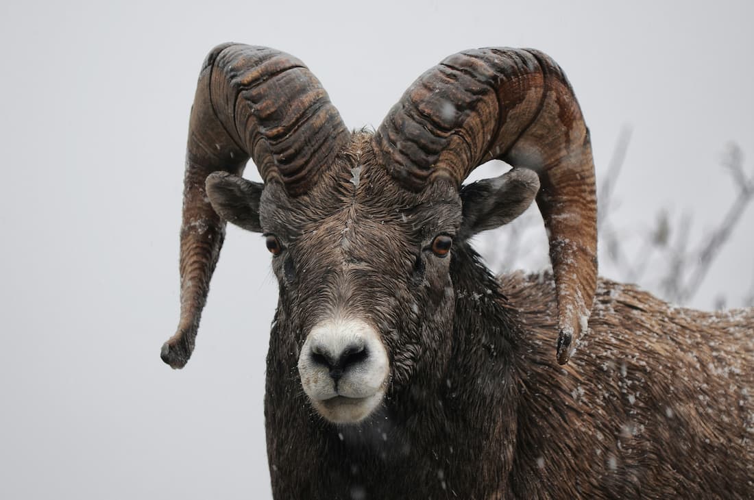 guided stone sheep hunting in BC